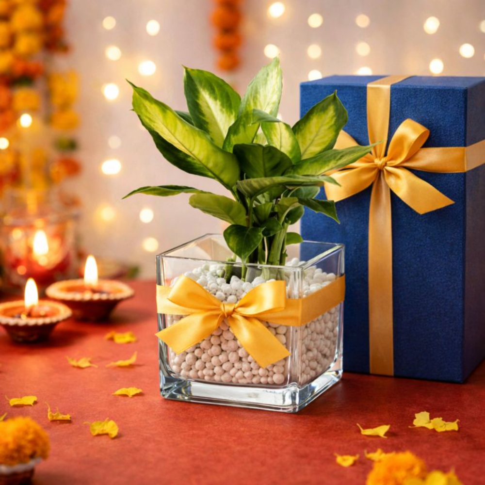 Premium Square Glass Flower Vase | Transparent Tabletop Planter with Pebbles | Modern Desk & Home Decor Glass Pot for Indoor Plants