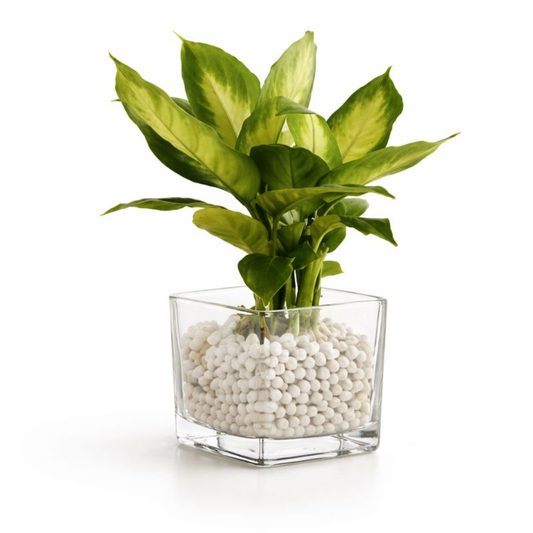 Premium Square Glass Flower Vase | Transparent Tabletop Planter with Pebbles | Modern Desk & Home Decor Glass Pot for Indoor Plants
