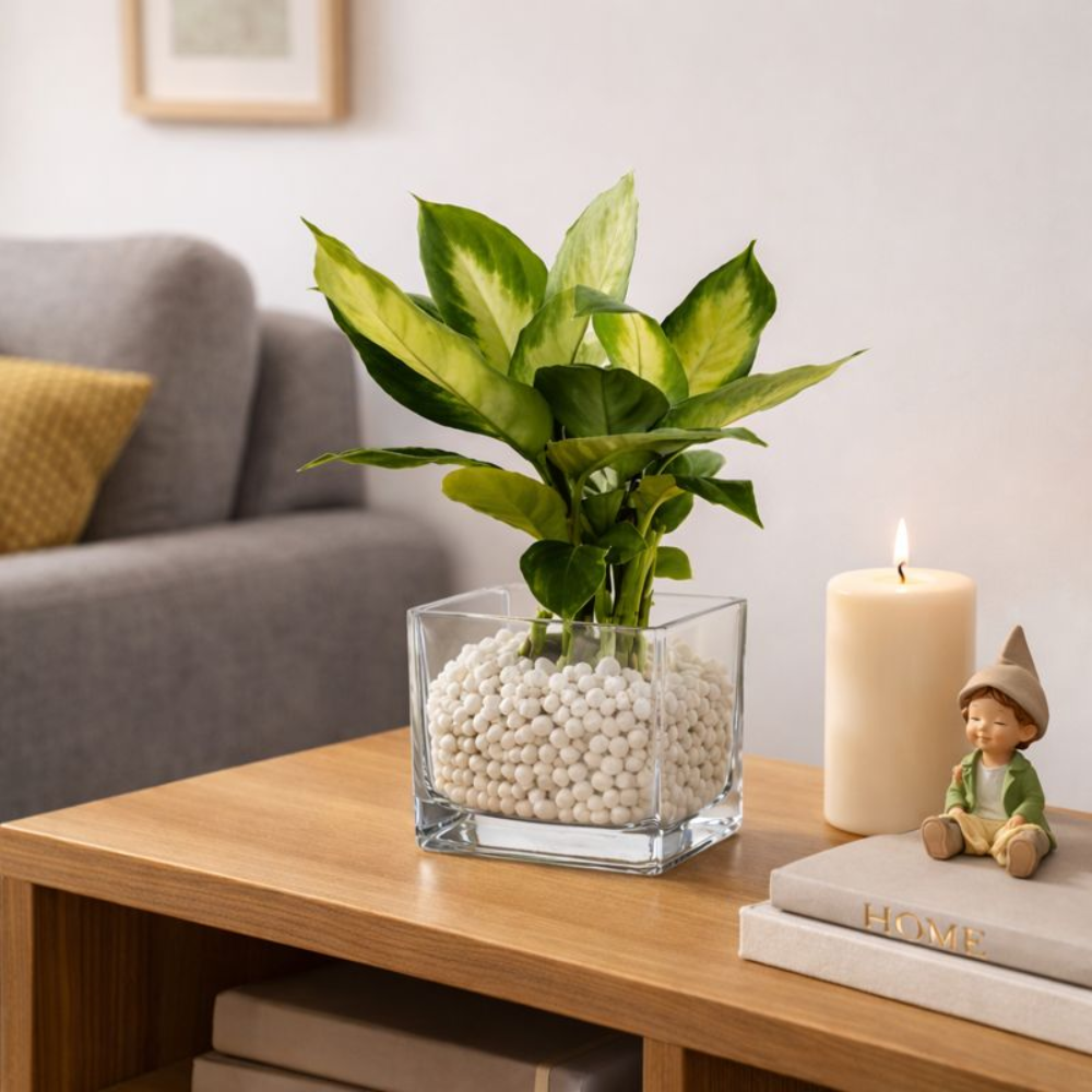 Premium Square Glass Flower Vase | Transparent Tabletop Planter with Pebbles | Modern Desk & Home Decor Glass Pot for Indoor Plants